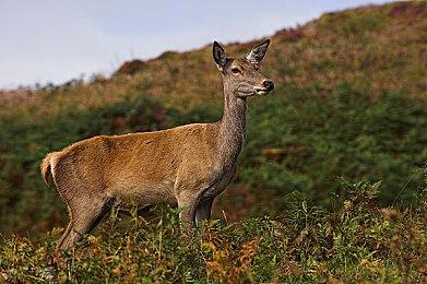 消息称《最终幻想9重制版》或为Switch2独占