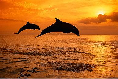 摩尔线程显卡支持DX11游戏！国产显卡中第一家